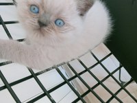 Mavi gözlü blue point british shorthair yavrular