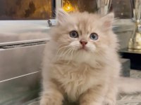 Safkan British Longhair ırkı Dişi yavrumuz