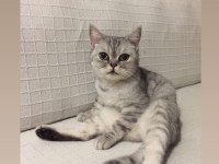 Fıstık Hamım British Shorthair
