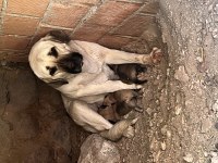 Anadolu Çoban Köpeği - Kangal Yavruları