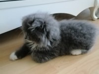 Yavrumuz evini arıyor scottish fold