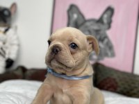 FULL EXOTİC ÜST DÜZEY FRENCH BULLDOG YAVRULARIM
