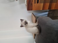 British shorthair kedimiz