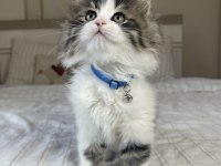 British Longhair Bebeklerimiz