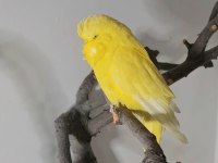 Ücretsız Show Muhabbet Kuşu Dişi