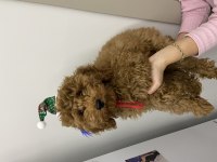 Toy poodle 3,5 aylık