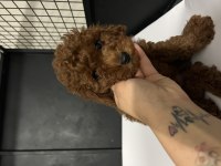 ORJİNAL TAM TOY POODLE BEBEKLER
