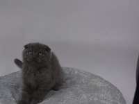 ANKARA İÇİ OYUNCU BEBEK KEDİLER