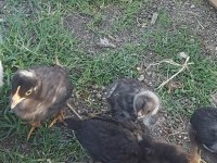 Yumurta ve civciv mavici yeşil yumurta