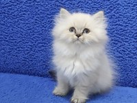 Long Hair Mavi Boncuk Silver yavrumuz teslime hazırdır