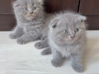 Scottish Fold Yavrularımız