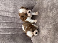 Cavalier king charles köpekler