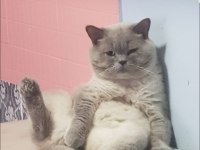 Ayı surat british shorthair