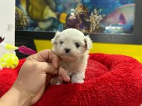 A kalite malta terrier
