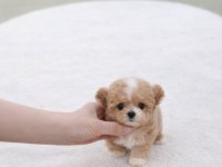 Safkan Toy Poodle Köpekler