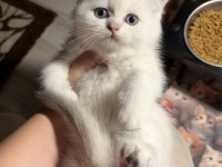 British shorthair golden point dişi erkek kardeşler