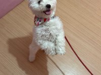 Ücretsiz sahiplendirme dişi köpeğimiz