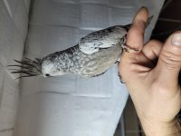 EVCİL DİŞİ SULTAN PAPAĞANI