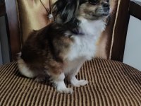 Pekinez köpeğimizi sahiplendiriyoruz