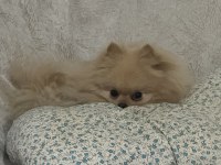 Pomeranian köpeğimizi sahiplendirme bilgi için iletişim