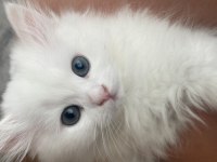 British longhair