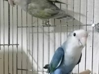 Yavru yetişkin muhabbet kuşları mevcuttur