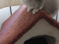 Scottish fold yavru kedi mama ve kum eğitimi tamamlandı