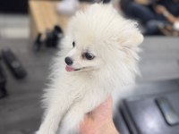 Erkek yavru pomeranian