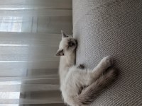 SAFKAN ERKEK BRİTİSH YAVRUM