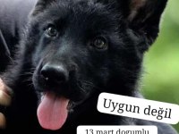 13 mart doğumlu siyah alman çoban ve 2 aylık siyah alman