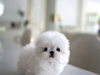 YILDIZIMIZ ARTIK SIZLERLE KORE TOY POODLE YAVRUMUZ