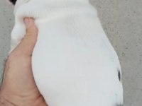 FRANSIZ BULLDOG YAVRULAR İZMİR