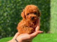 A kalite toy poodle yavrular (boş geçme)