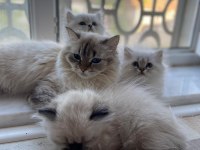 British Longhair Yavru Kedilerimiz Teslime Hazırdır