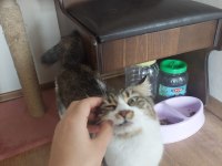 Prenses kedimiz tilki kuyruklu badem
