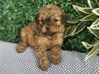 Tatlı Mı Tatlı Maltipoo Yavruları
