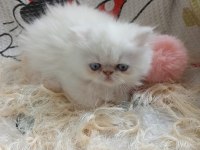 Yavru Iran kedisi