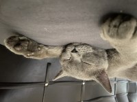 Chartreux kedim