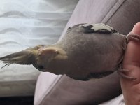 YAVRU SULTAN PAPAĞANI BEBEK