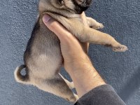 Pug Mops Yavrularımız Sıfır Burun Gül Kuyruk