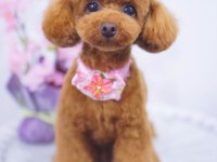 MERSİN TOY POODLE KÖPEKLERİ