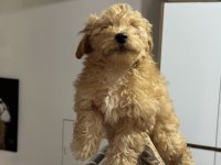 Ankaranın en seçkin maltipoo yavruları ziyarete açık
