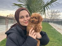 Toy poodle yavrular