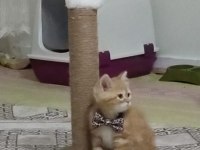 GOLDEN TABBY BRİTİSH SHORTHAİR