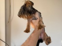 6 Aylık Erkek Yorkshire Terrier
