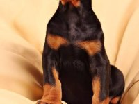 Afacan Doberman bebekler kapıda ödeme mevcuttur