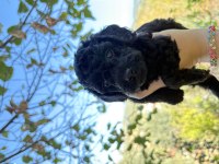 Siyah Toy Poodle Yavrular