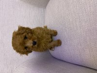 Toy poodle erkek yavru