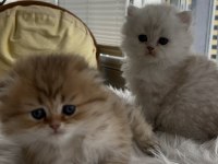 Scottish fold longhair (Golden & silver)