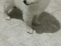 Pomeranian boo 2 aylık